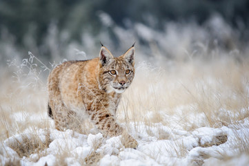 Sierkussen Lynx Lynxwelp in sneeuw en gras  © Stanislav Duben