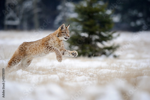 Obraz na płótnie Running eurasian lynx cub on snowy ground in cold winter