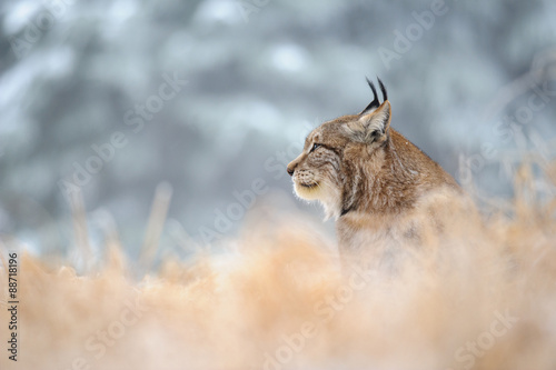 Eurasian lynx sitting on ground in winter time