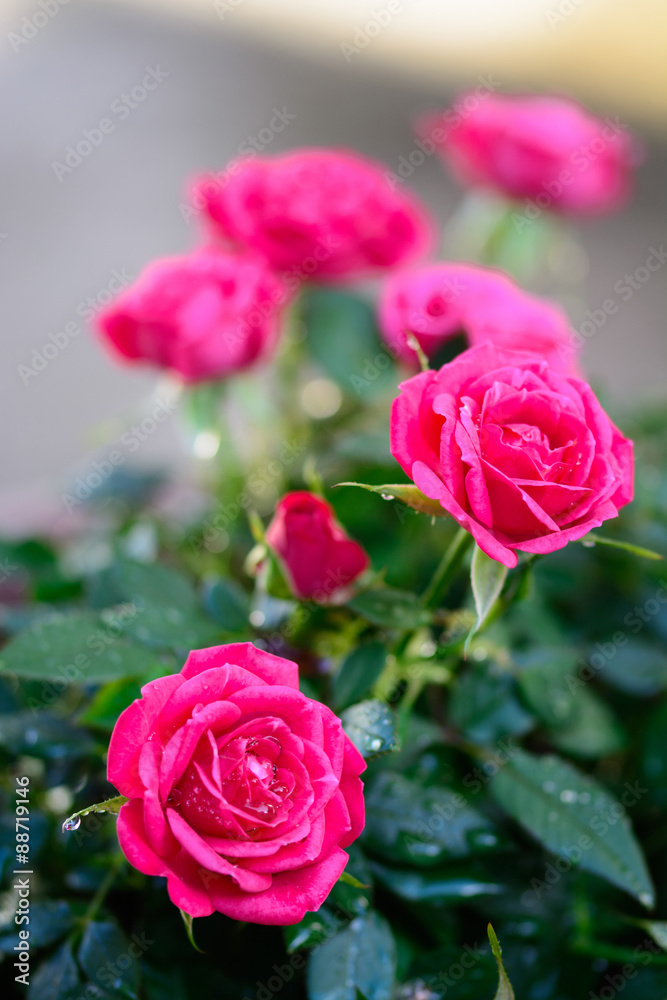 薔薇の花 薔薇の花