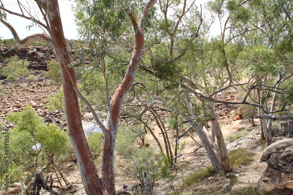 オーストラリア カルバリー国立公園