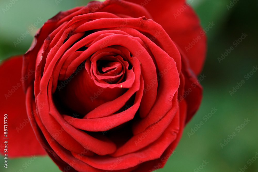 薔薇の花 薔薇の花