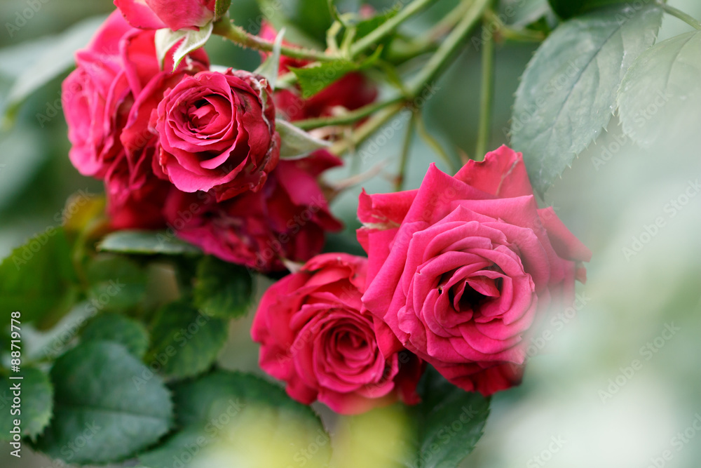 薔薇の花 薔薇の花