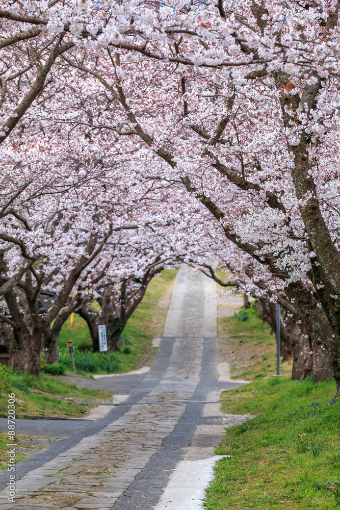 Fototapeta premium 桜のアーチ＠佐賀県武雄市