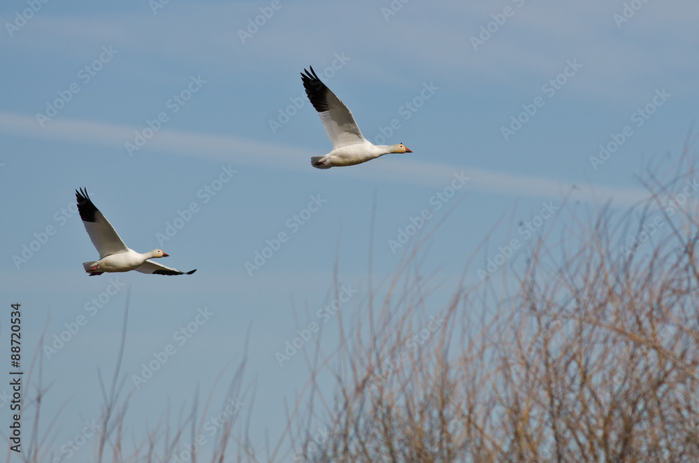 Pair of Snow Geese Flying Across the Marsh Pair of Snow Geese Flying Across the Marsh