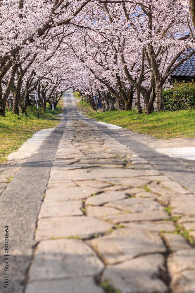 Fototapeta premium 桜のアーチ＠佐賀県武雄市