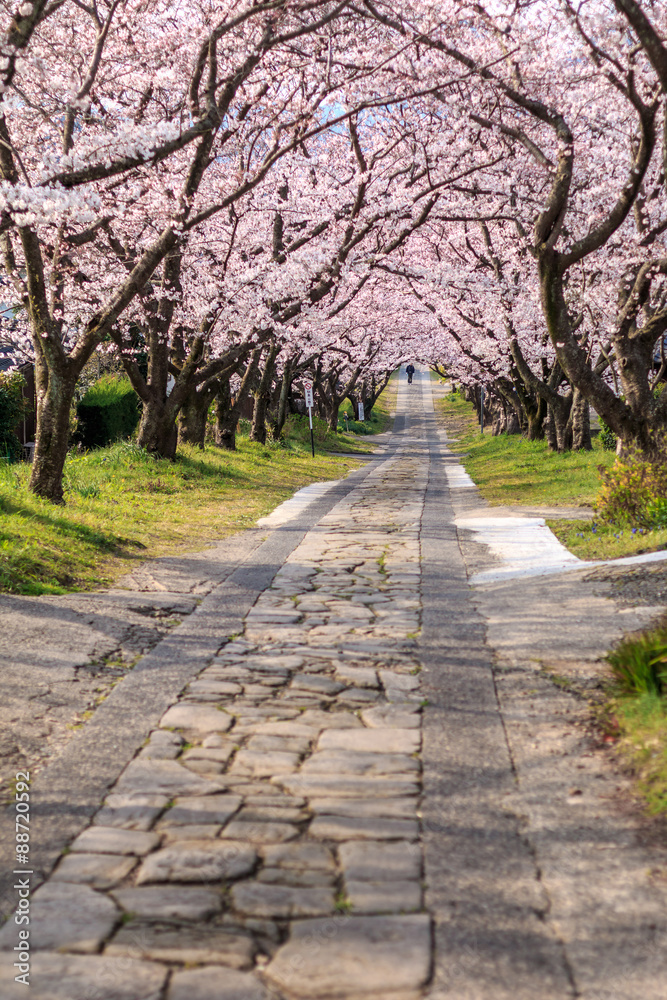 桜のアーチ＠佐賀県武雄市