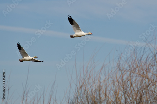 Pair of Snow Geese Flying Across the Marsh