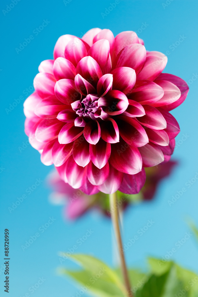 ダリアの花 ダリアの花