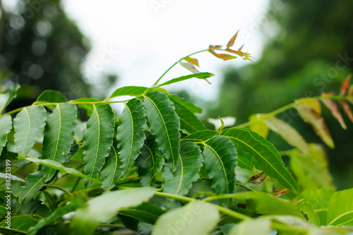Nature fresh neem on old blue wooden