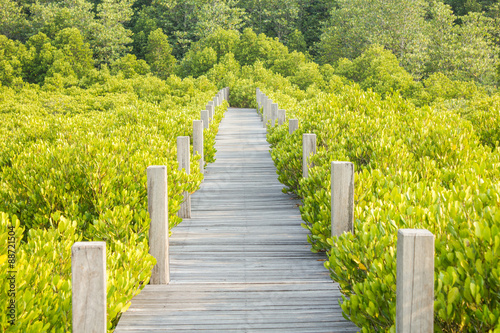 nature landscape