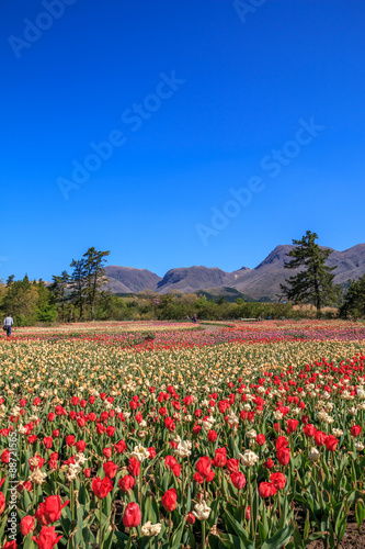 Wallpaper Mural チューリップ畑 Torontodigital.ca