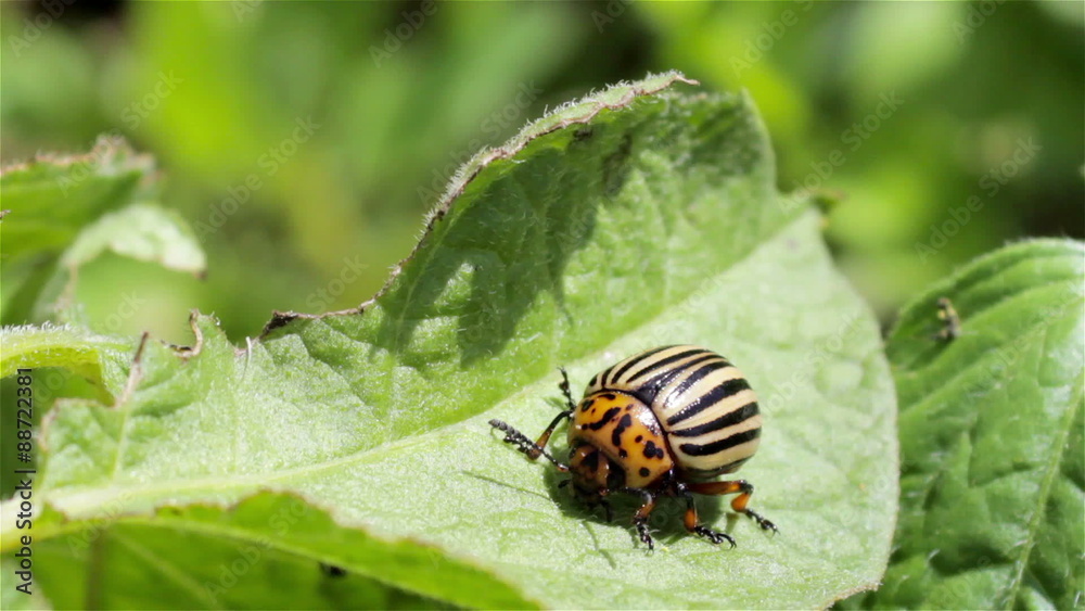 Colorado potato beetle on potato/eats potato leaves Colorado potato beetle
