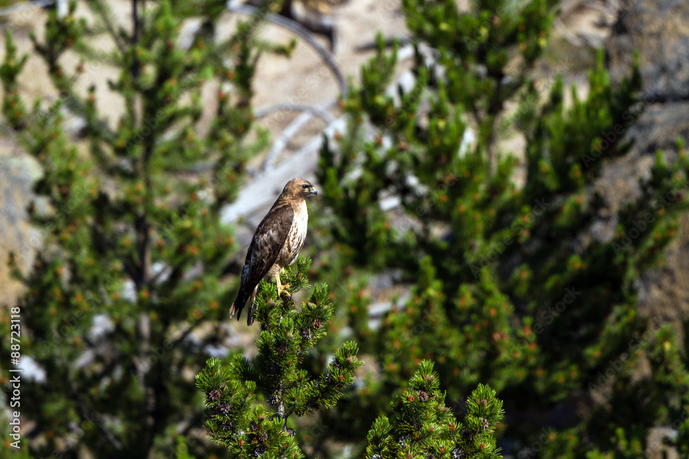 Red-tailed Hawk in Yellowstone National Park in Wyoming Red-tailed Hawk in Yellowstone National Park in Wyoming