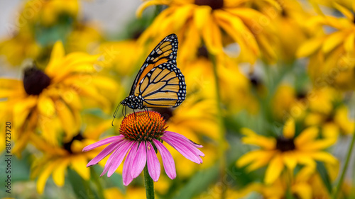A Monarch Butterfly on a purple Echinacea cone flower amidst yellow Rudbeckia Goldsturm flowers #88723720