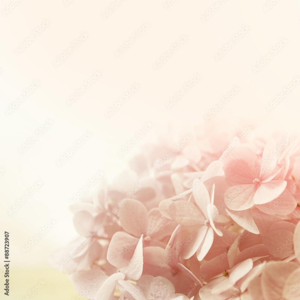 vivid flowers in soft and blur style for background