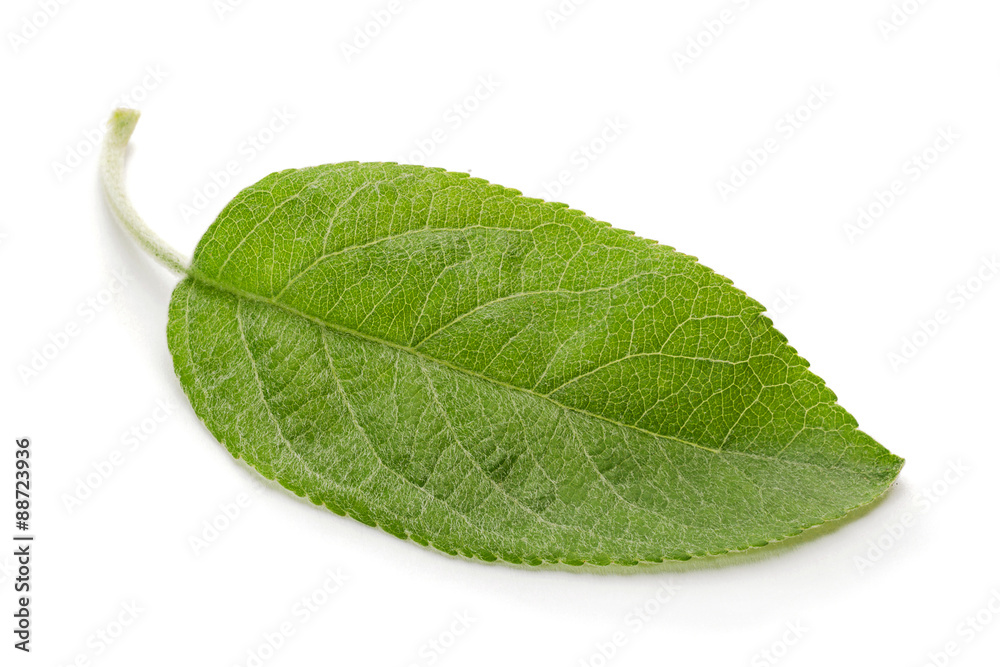 Obraz premium Apple leaf closeup