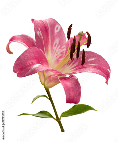 Pink lily flower head