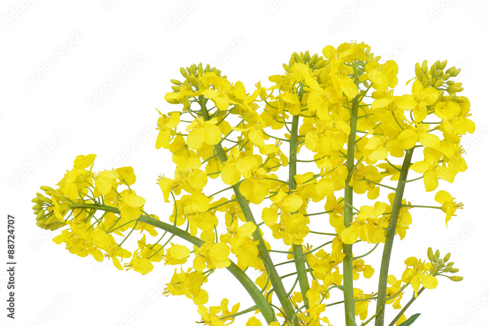 Obraz premium Flower of a rapeseed, Brassica napus, isolated
