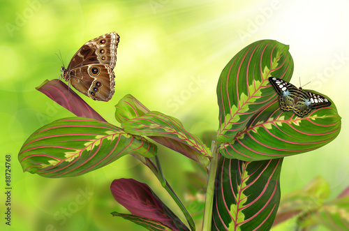 Maranta tricolor with butterflies on green natural background photo