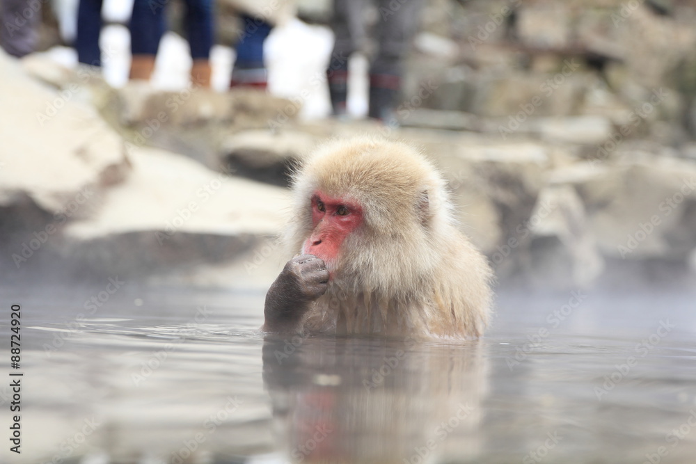Naklejka premium 地獄谷サル