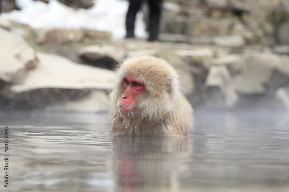Obraz premium 地獄谷サル