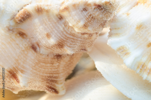 shells composition in aquarium