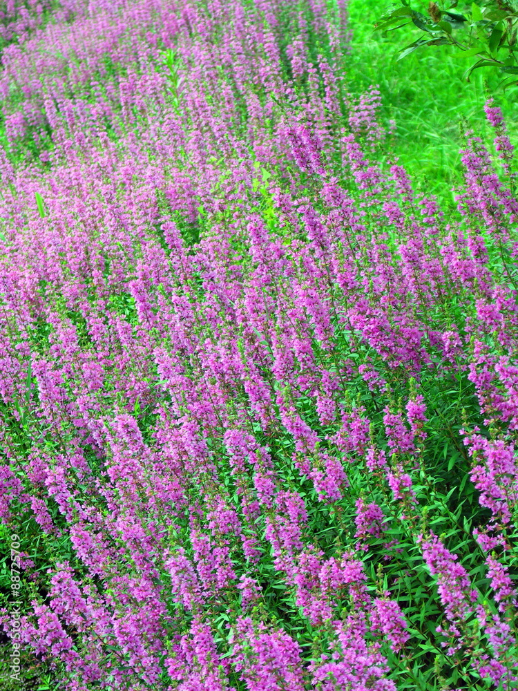 Fototapeta premium ミソハギの花