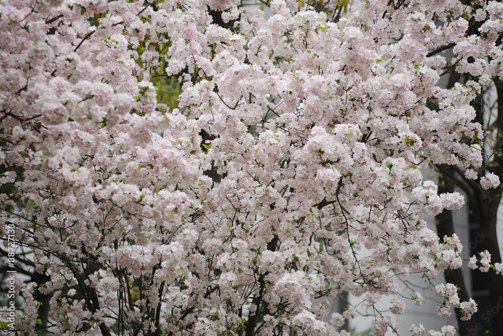 cherry blossom cherry blossom