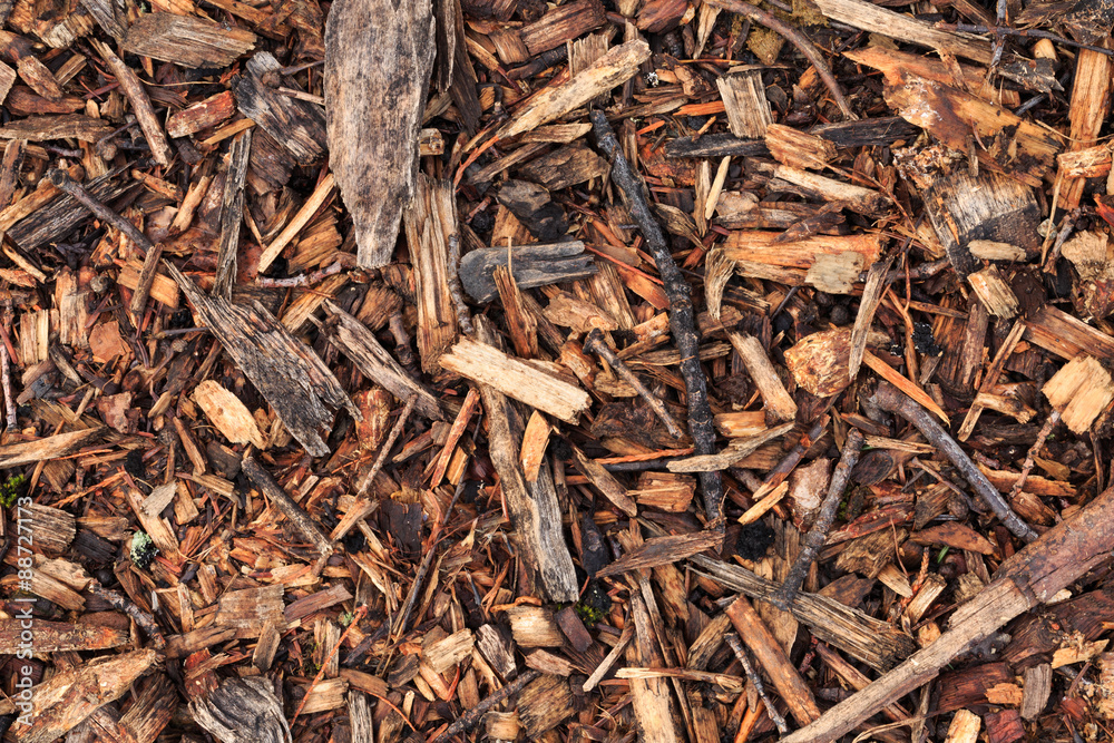 Fresh wet wood chip from pine tree Fresh wet wood chip from pine tree