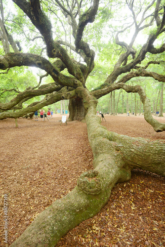 angel oak tree photo