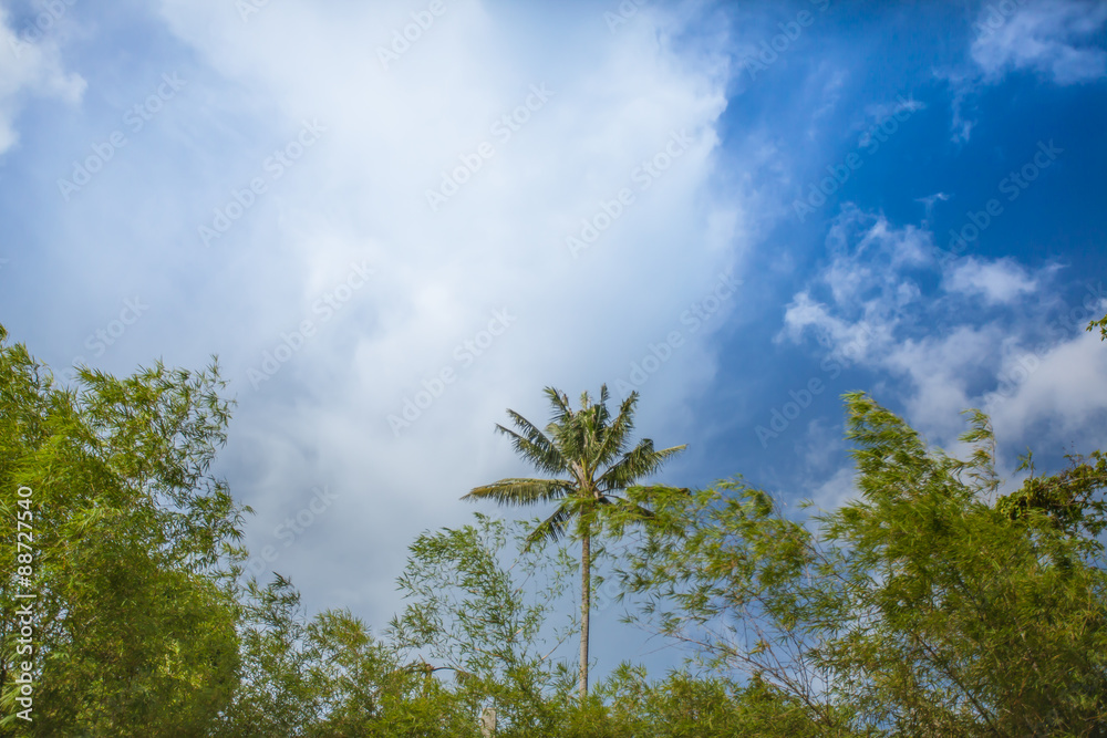 Fototapeta premium Treetop canopy