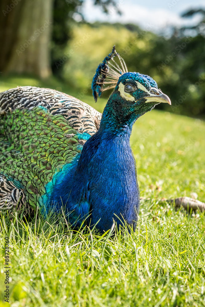 Obraz premium Peacock on the lawn