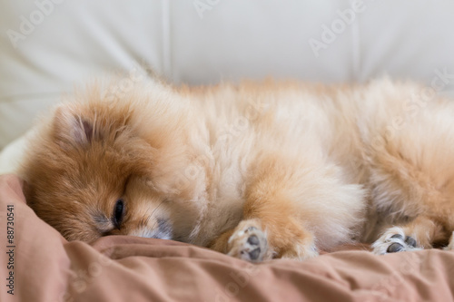 cute pet in house, pomeranian dog sleeping on the bed at home