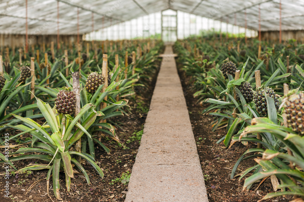 Fototapeta premium Pineapple plantation in Ponta Delgada, San Miguel Island, in the Portuguese archipelago of the Azores. 