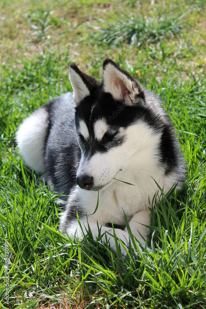 Husky sibérien noir et blanc