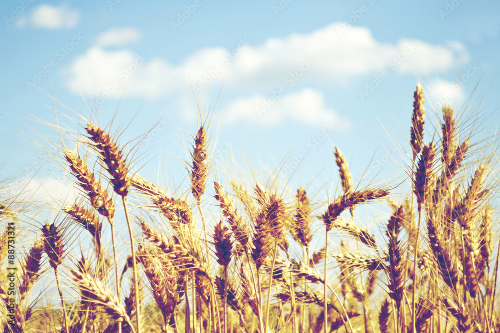 Fototapeta premium Wheat field in summer