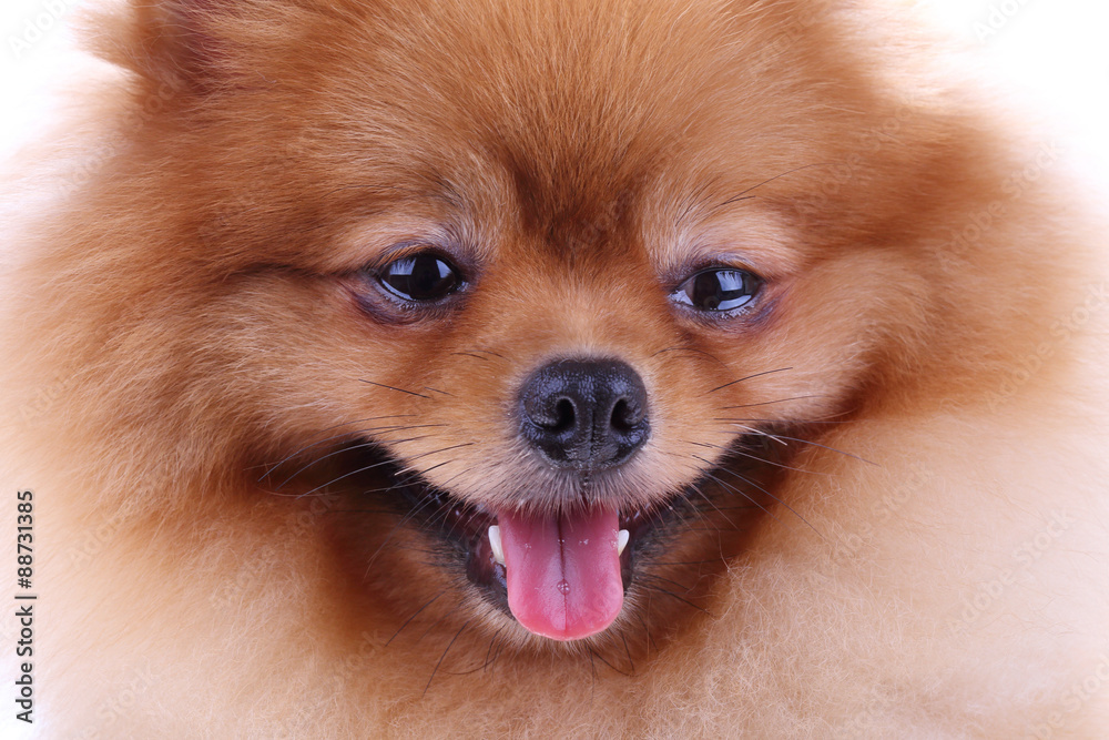 brown pomeranian dog, cute pet in home