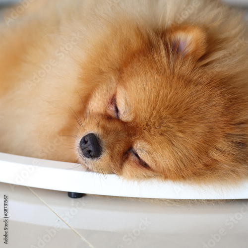 pomeranian dog cute pets sleeping in home