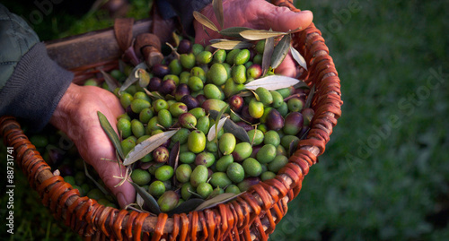 Fotografía olives