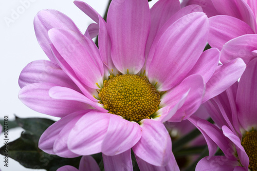 Close up of the pink chrysanthemum flowers