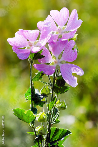 Хатьма тюрингенская (дикая роза) — (Lavatera thuringiaca L.). Цветы крупно photo