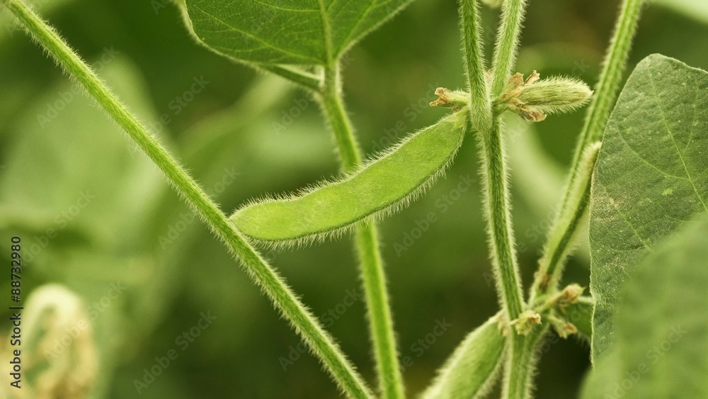 Soybean crop pods in field, young green soya bean legume plants growing on plantation, 4k uhd footage Soybean crop pods in field, young green soya bean legume plants growing on plantation, 4k uhd footage