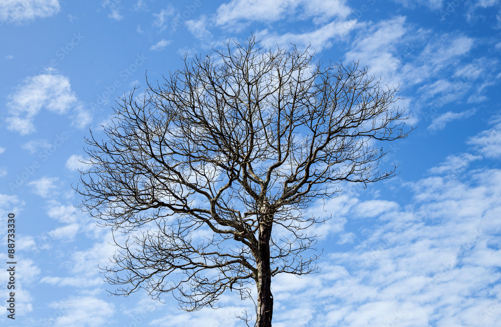 Dead tree on blue sky Dead tree on blue sky
