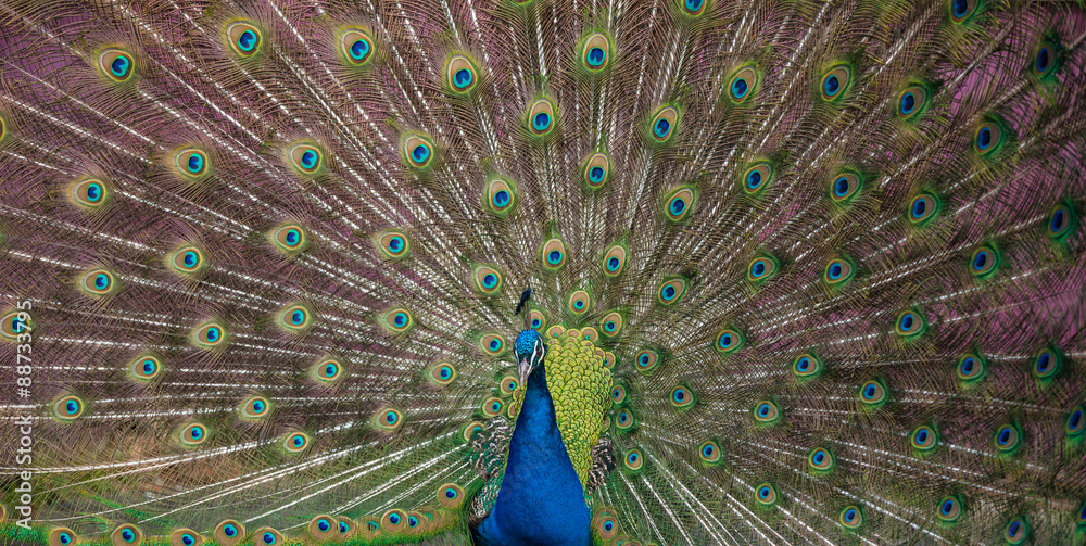 Fototapeta premium Peacock display