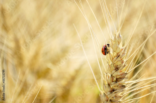 Ladybug on wheat 