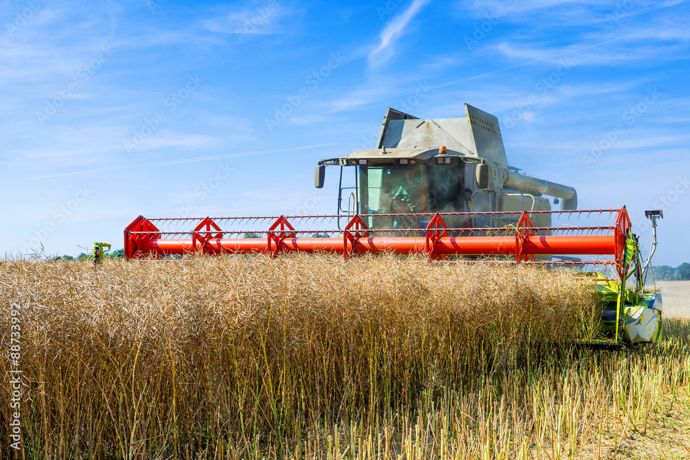 Fototapeta premium Combine harvester at rape harvest