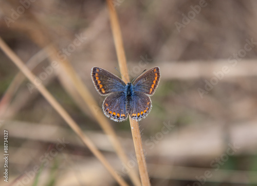 Brown Argus resting photo