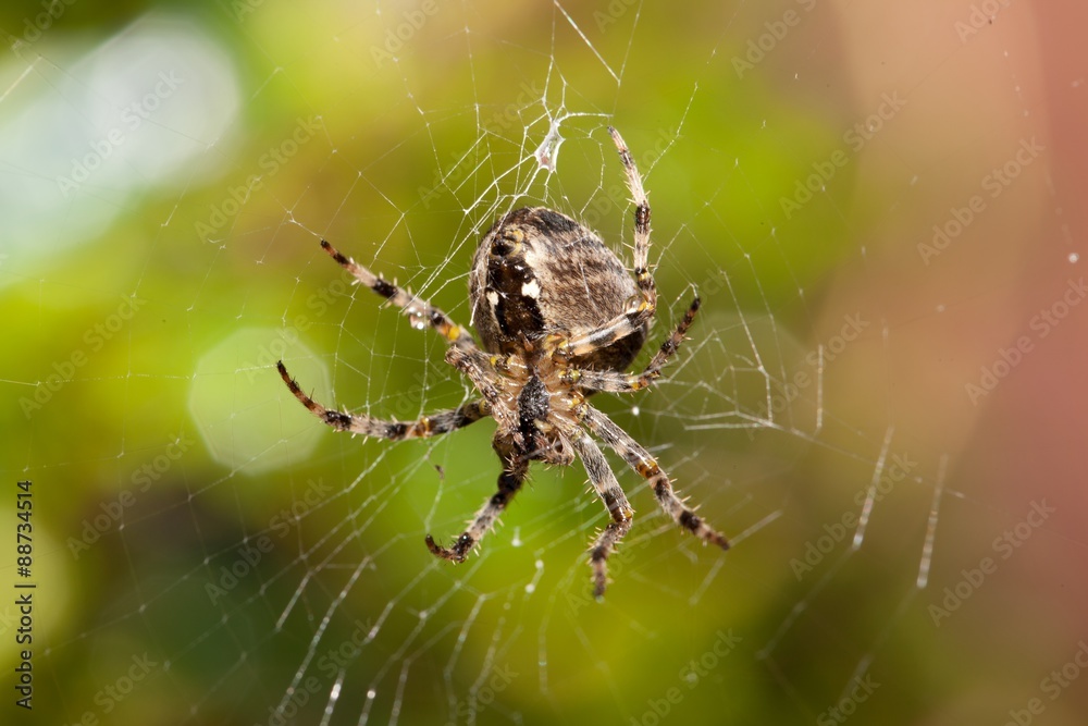Garden Spider on Web Garden Spider on Web