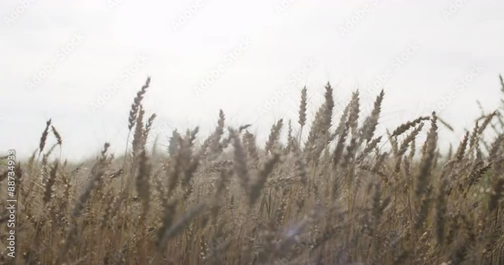 grain field with wheat or rye ready for harvest